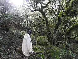 Forest guide