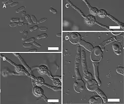 Morphology of Mrakia panshiensis: A budding cells; B true hyphae with clamp connections and teliospores; C teliospores in pairs; D teliospores produced with a bud-like projection