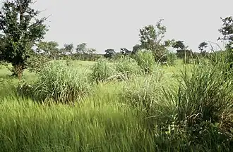 Sudanian savanna with bunchgrass tufts of Andropogon gayanus, Pama Reserve, Burkina Faso.
