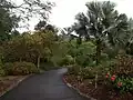 Mt Coot-tha Botanic Gardens
