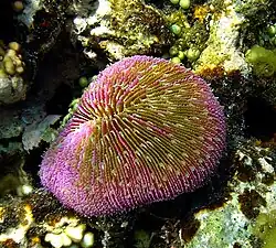Fungia sp. in Papua New Guinea