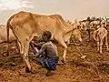 Boy milking cow in Mundari tribe, South Sudan.
