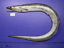 Muraenesox cinereus (Muraenesocidae)