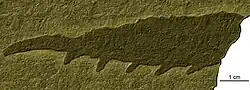 Fossil of "Mureropodia apae", which may be in fact frontal appendage of Caryosyntrips cf. camurus.