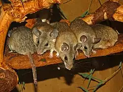 Brown mice