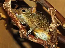 Brown rat