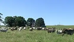 Image 9Murray Grey cows and calves (from Economy of New South Wales)