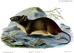 Drawing of brown and white rat