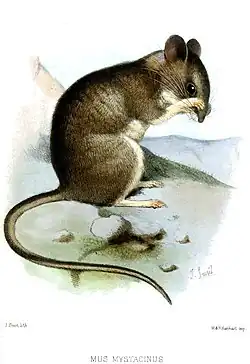 Drawing of brown and white mouse