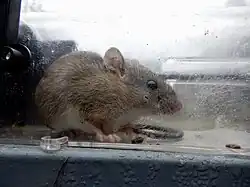 Brown mouse