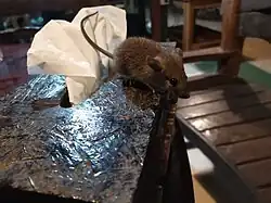 Brown mouse
