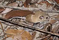 Brown mouse