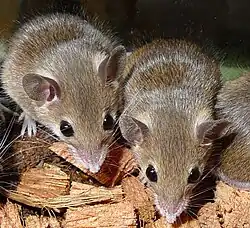Brown mice