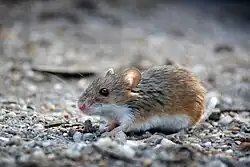 Brown and white mouse