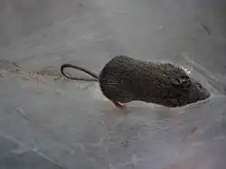 Brown mouse