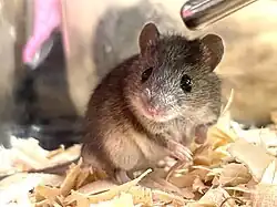 Brown mouse