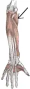 Front of the left forearm. Deep muscles.