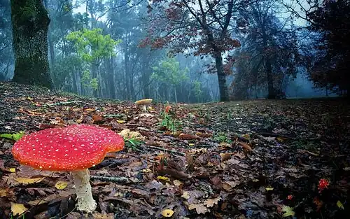 Adelaide Hills, South Australia