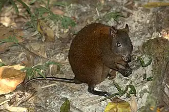 Brown rat-kangaroo