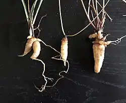 Roots