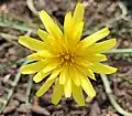 Microseris walteri flower