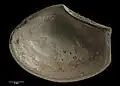 Holotype of M. kaiiwiensis (right valve underside)