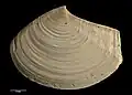Holotype of M. kaiiwiensis (left valve top side)