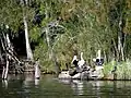 Local fauna at Myall Lakes National Park
