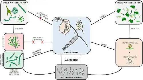 The mycoloop: Small phytoplankton can be grazed upon by zooplankton, but large phytoplankton are not easy to eat, or are even inedible. Chytrid infections on large phytoplankton can make them more palatabile, as a result of host aggregation (reduced edibility) or mechanistic fragmentation of cells or filaments (increased palatability). First, chytrid parasites extract and repack nutrients and energy from their hosts in form of readily edible zoospores. Second, infected and fragmented hosts including attached sporangia can also be ingested by grazers.[96]