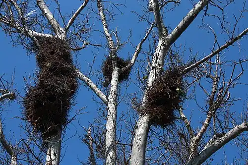 Nests in Zaragoza, Spain