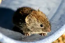 Gray and brown vole