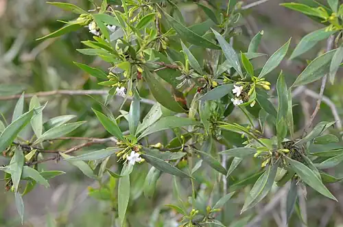 Myoporum montanum