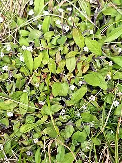 Habit