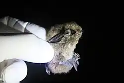 Brown bat