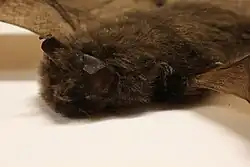 Brown bat