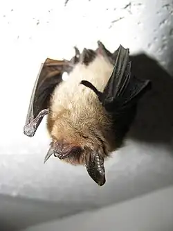 Brown bat