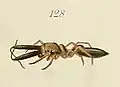 Male M. inermichelis
