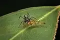 M. striatipes with prey