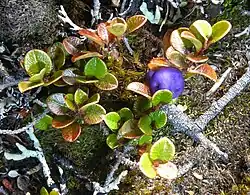 A few small leaves with a single purple berry, from a low, prostrate plant