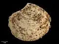 M. staminifera