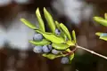 Berries