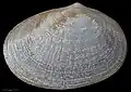 Mysella larochei