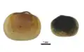 Mysella patagona