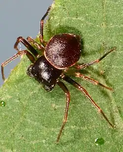 male