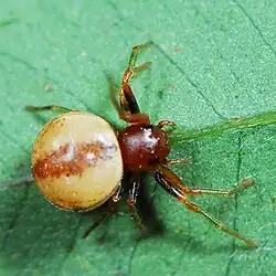 female M. flavoguttata