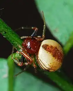 female