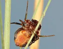 female