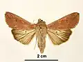 Female, dorsal view
