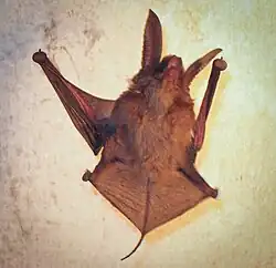 Brown bat