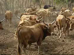 N'Dama (African taurine)